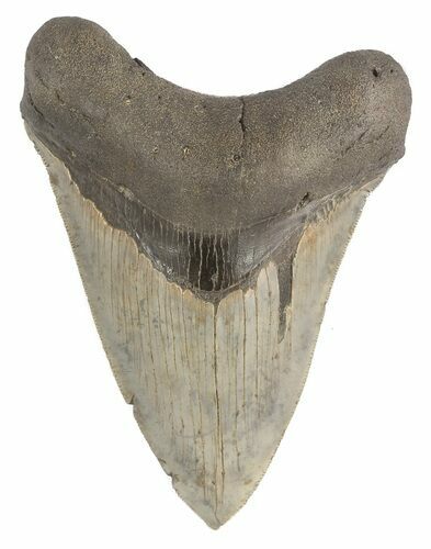 Serrated, Megalodon Tooth - South Carolina #47482